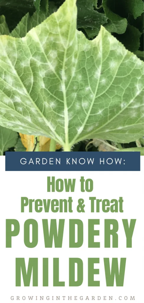 How to Prevent and Treat Powdery Mildew