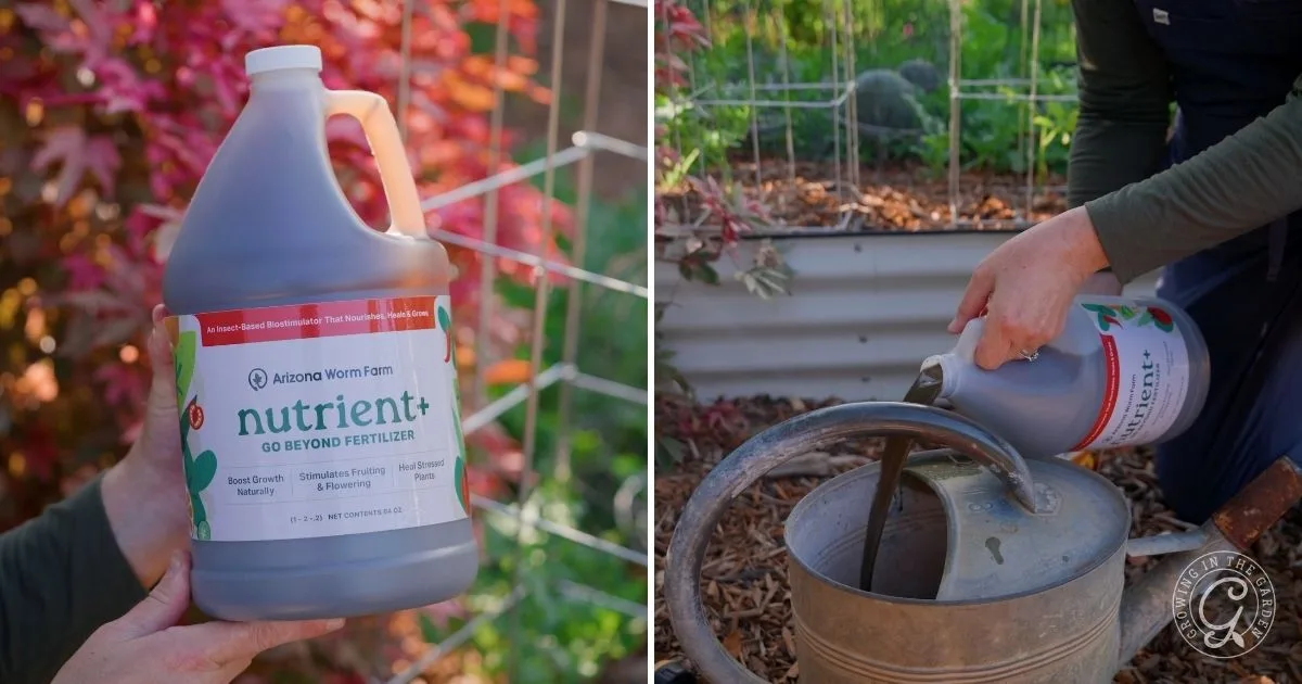 A person pours the best organic garden fertilizer from a large jug into a metal watering can in a lush garden.