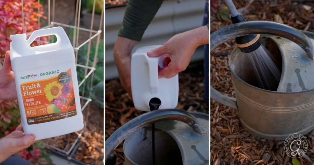 Three images: showing a person holding, pouring, and mixing the Best Organic Garden Fertilizer in a metal watering can.