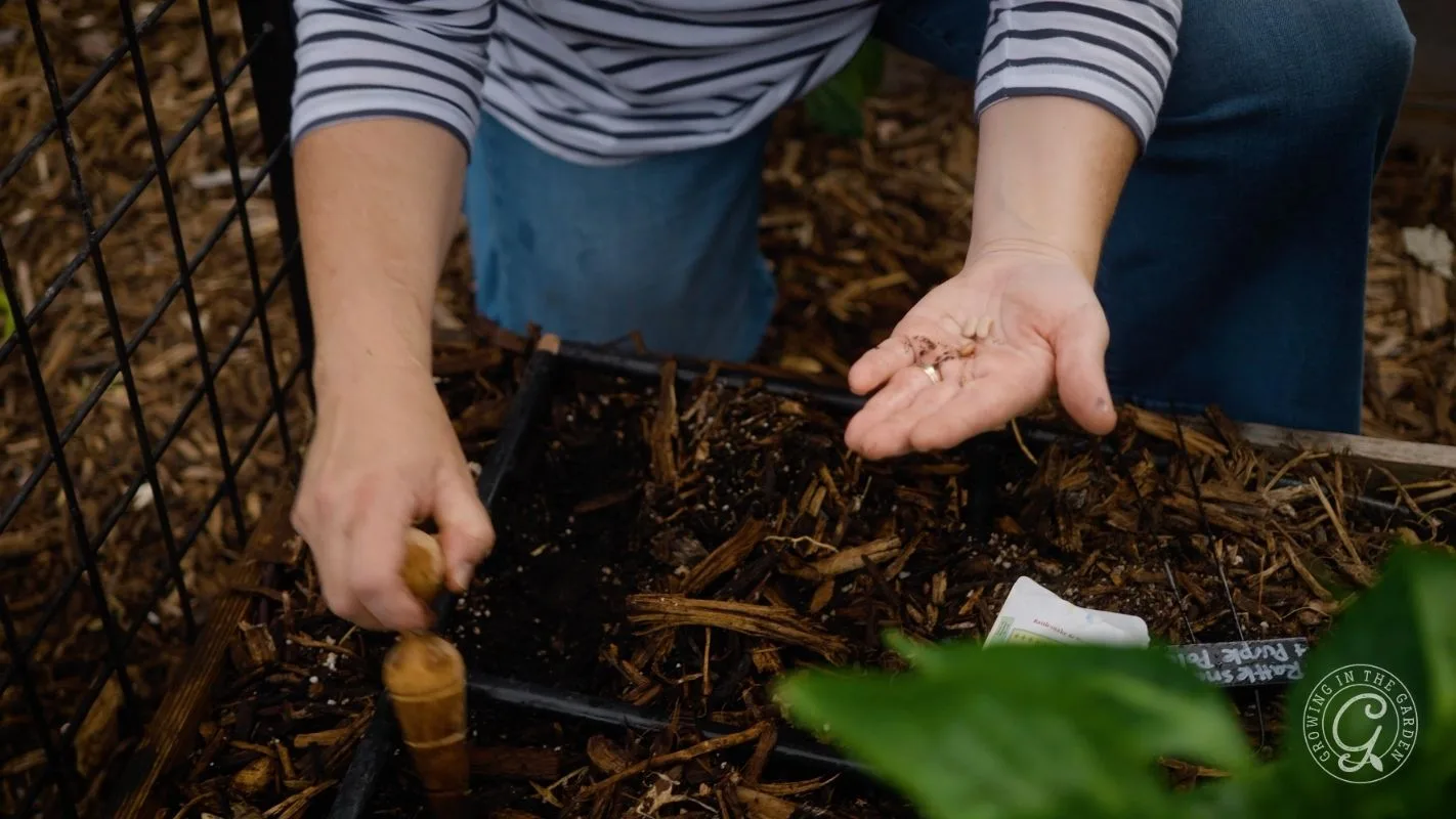 Person holding seeds in one hand and planting them in soil with the other hand, wearing a striped shirt.