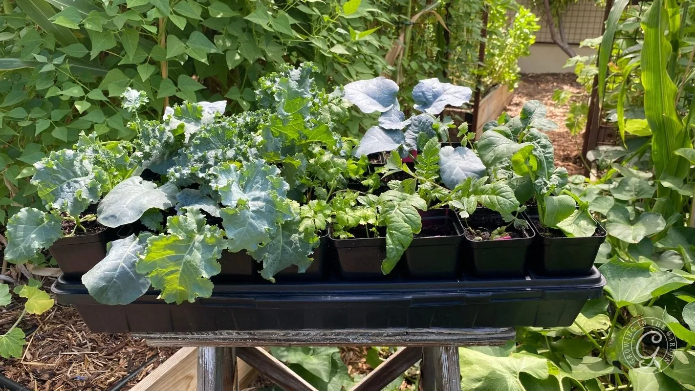 Tray of vegetable seedlings, including leafy greens, on a wooden stand in a lush garden setting.