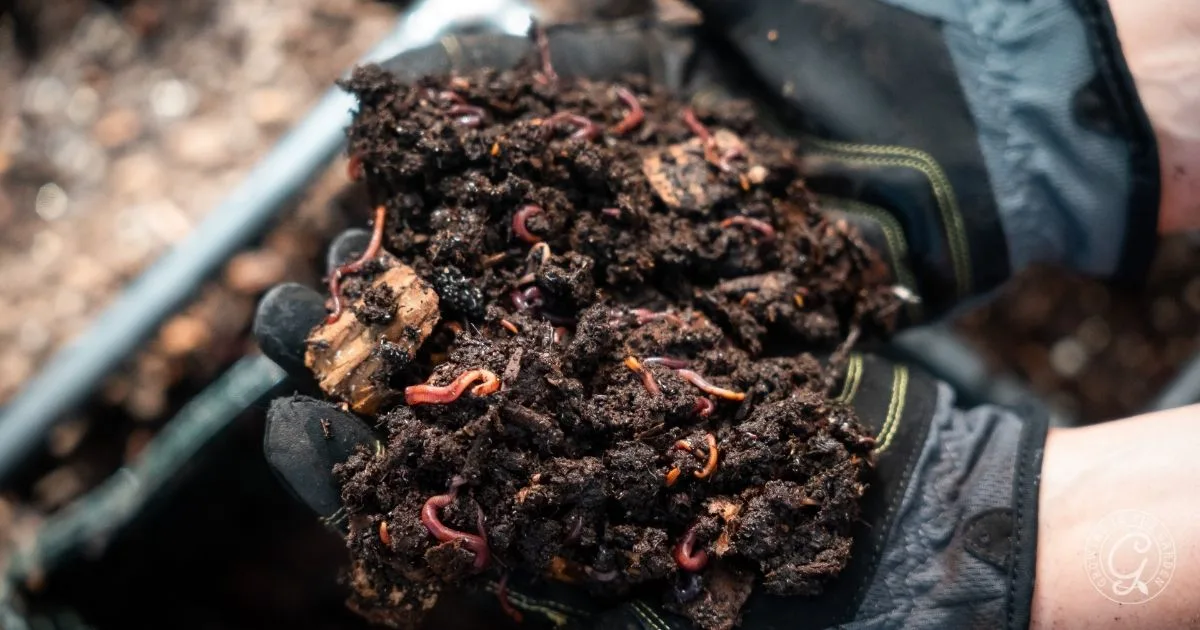 Gloved hands holding dark, moist soil filled with red worms, likely for composting or vermiculture&mdash;nature&rsquo;s best organic garden fertilizer in action.
