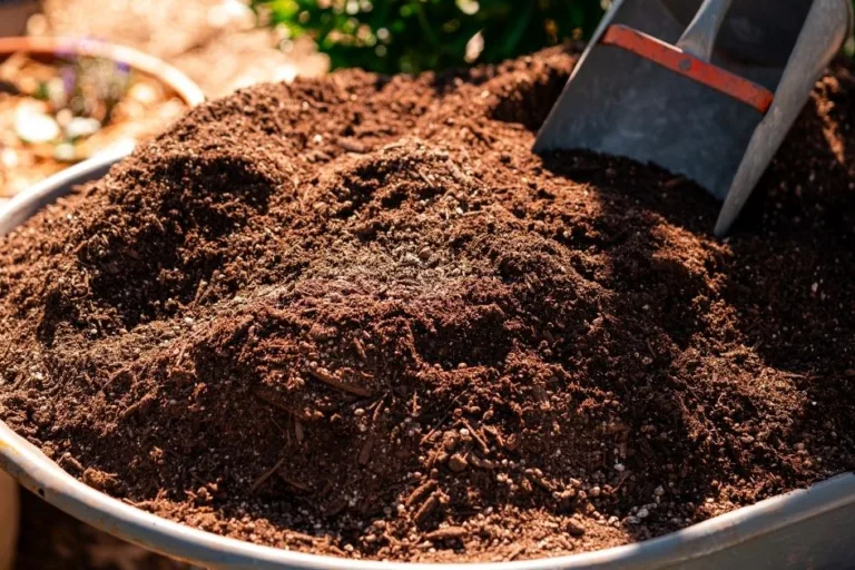 The Best Organic Garden Fertilizer For Healthy Soil featured image