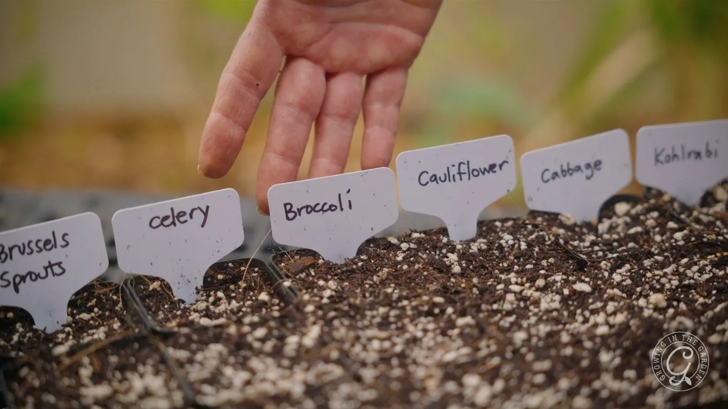 A hand hovers over labeled garden markers for various vegetables planted in soil, including broccoli and celery.