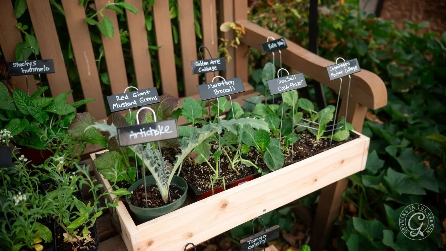 Seedlings in labeled pots sit on a wooden shelf, including artichoke, broccoli, and mustard greens.