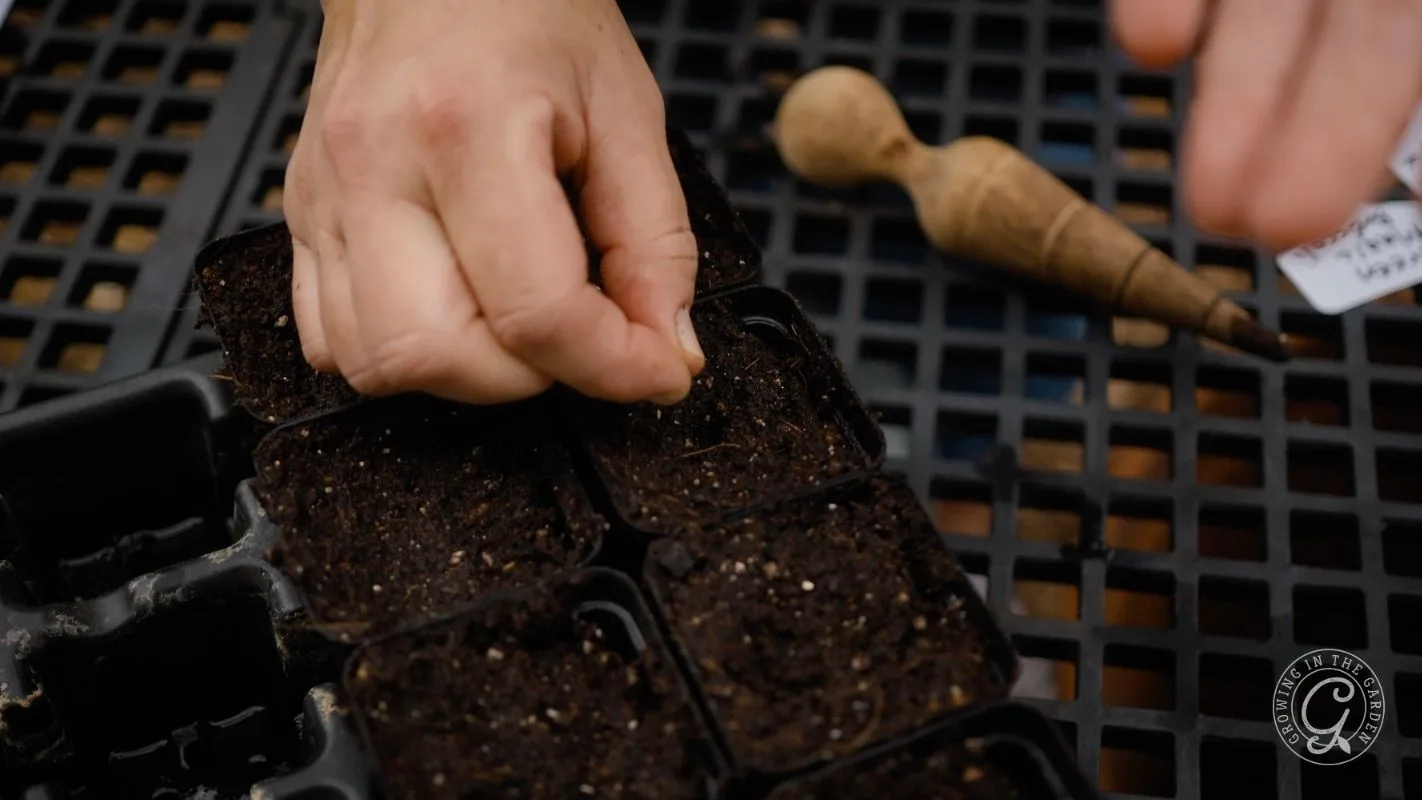 A hand planting seeds in small soil pots on a black grid tray, with a wooden tool nearby.