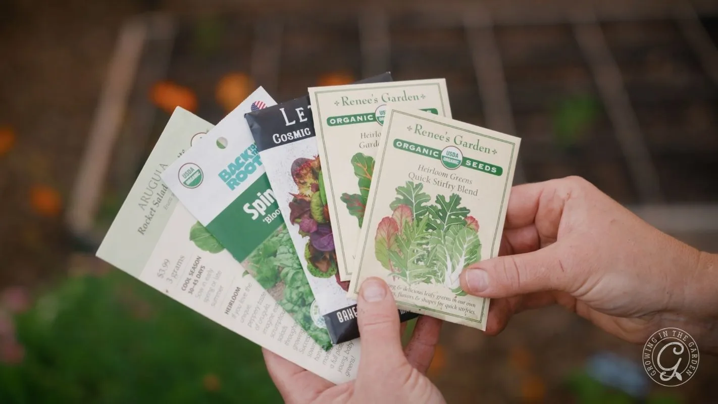 A person holding several packets of vegetable and herb seeds in a garden.