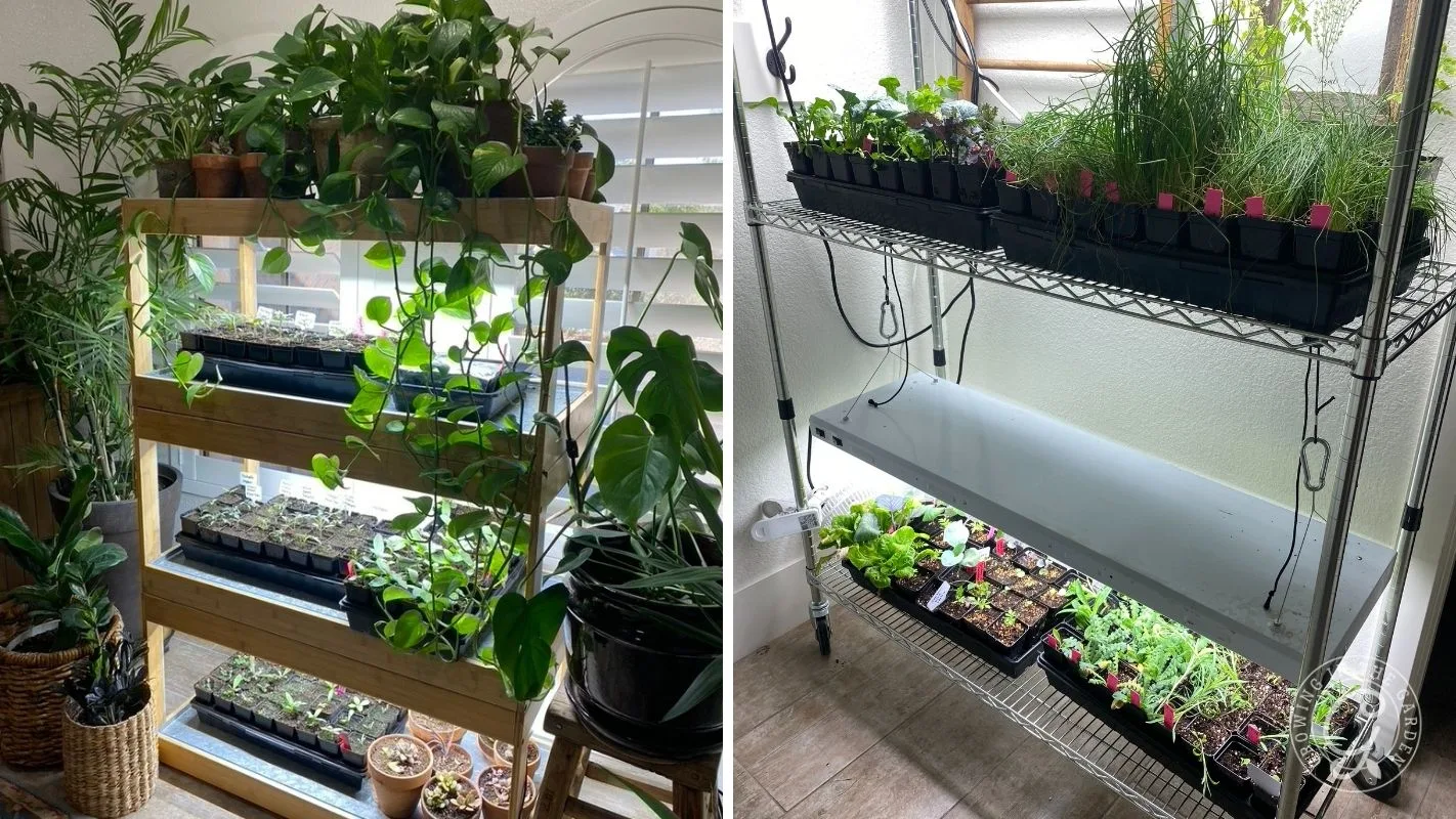 Two indoor plant shelves with various potted plants and seedlings growing under grow lights near windows.