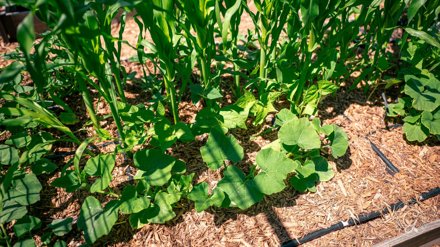 Green vegetable plants growing in a mulched garden bed with drip irrigation under sunlight.