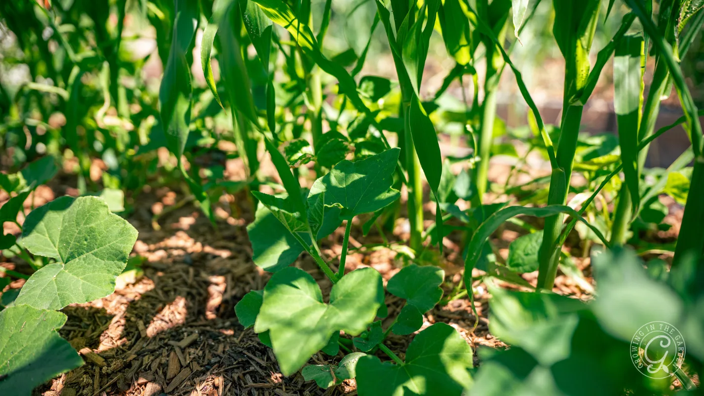 Young green plants growing closely together in sunlight, with mulch covering the soil beneath them.