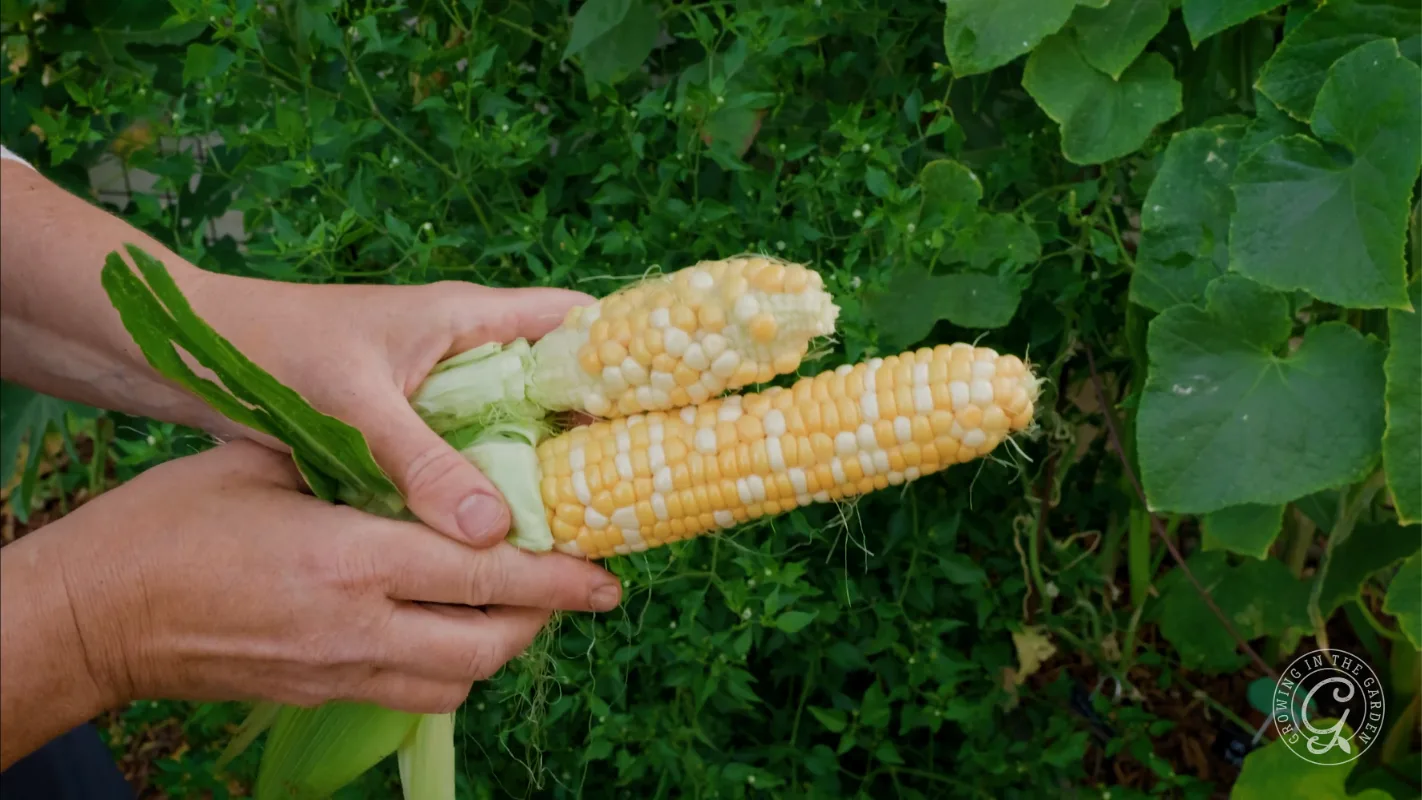 Two hands hold two ears of corn, one partially formed, against a background of green leaves.