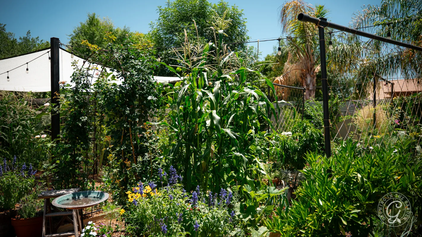 Lush backyard garden with tall corn plants, flowers, and trees under a sunny blue sky.