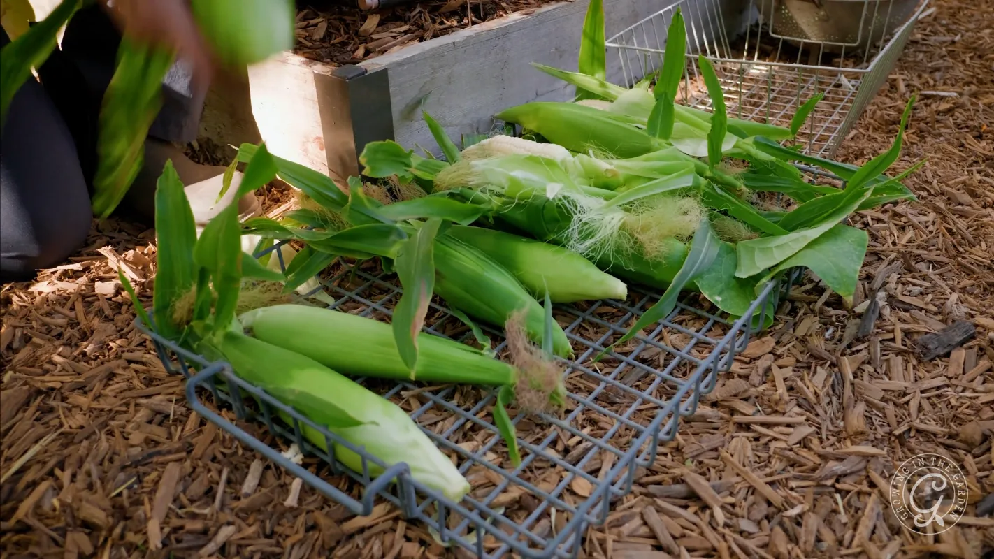 Freshly harvested ears of corn in their husks on a wire rack outdoors, with wood chips on the ground.