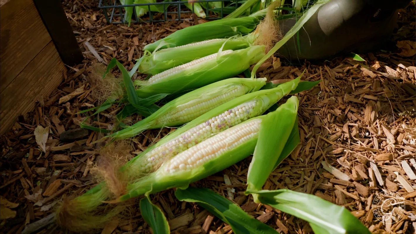 Five ears of corn with green husks and silk lying on mulch in a garden, sunlight shining on them.