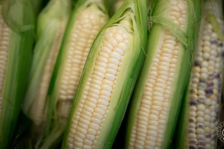 How to Grow Corn featured image