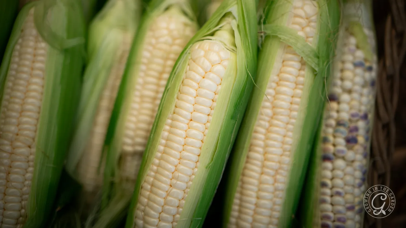 Close-up of several ears of corn with pale yellow kernels, partially husked and arranged vertically.