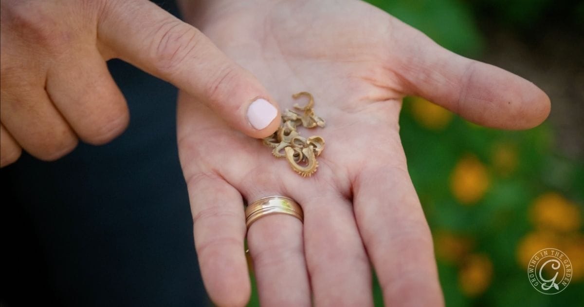 calendula seeds