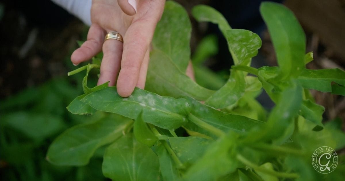 powdery mildew on calendula
