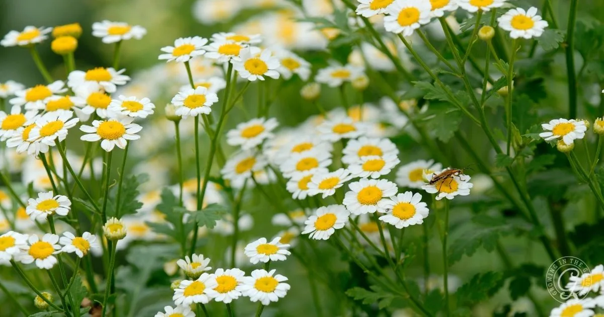 White and yellow daisy-like flowers bloom, with a bee perched on one of the blossoms among green leaves&mdash;showing the beauty you&rsquo;ll see when you learn how to grow chamomile.