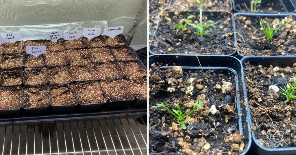 Left: labeled seed pots with soil, right: seedlings sprouting in pots on soil—an easy visual guide for how to grow chamomile from seeds to healthy sprouts.