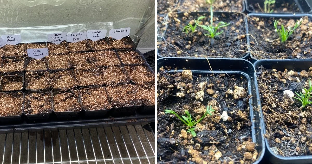 Left: labeled seed pots with soil, right: seedlings sprouting in pots on soil&mdash;an easy visual guide for how to grow chamomile from seeds to healthy sprouts.