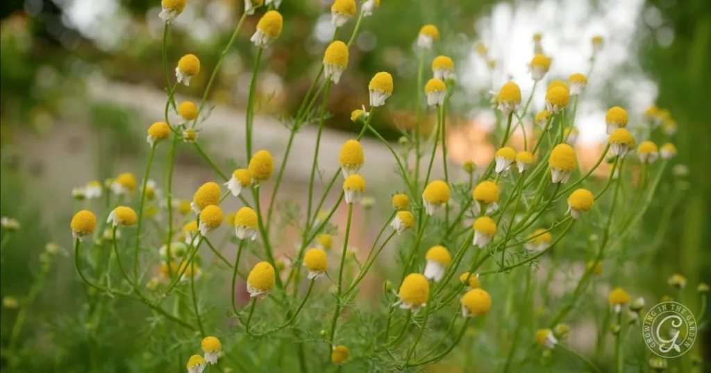 Yellow and white chamomile flowers growing outdoors with green stems and a blurred background, perfect for anyone interested in learning how to grow chamomile in their own garden.