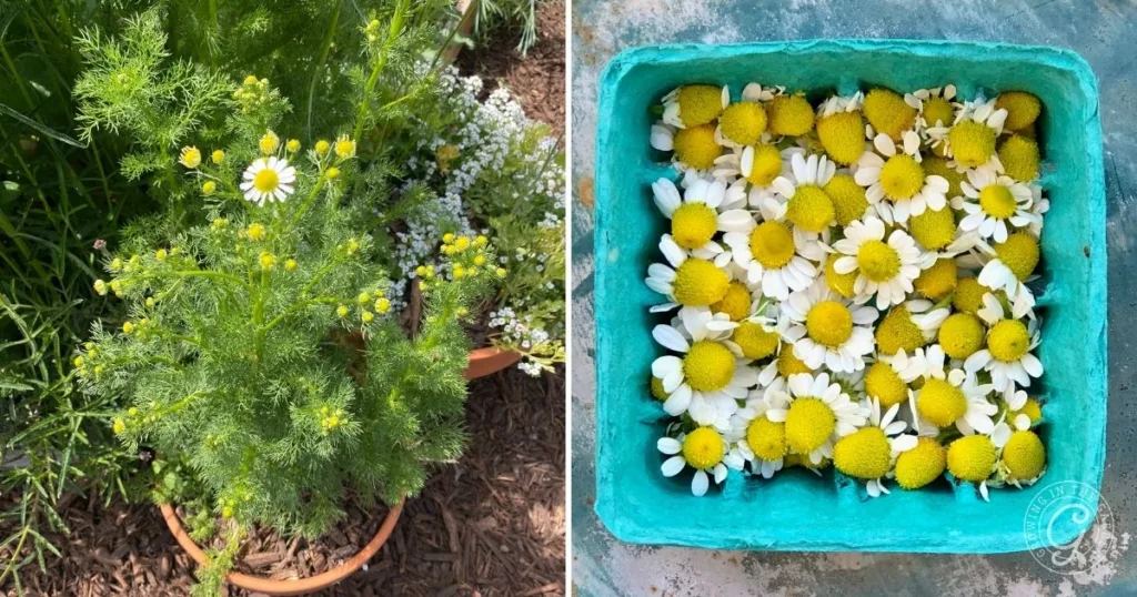 Left: Chamomile plant in a pot, demonstrating how to grow chamomile indoors. Right: Freshly harvested chamomile flowers in a blue container.