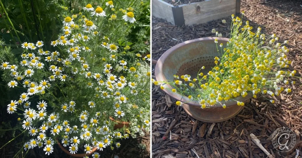 Side-by-side images show blooming chamomile plants in a garden and in a brown ceramic pot, illustrating how to grow chamomile in different settings.
