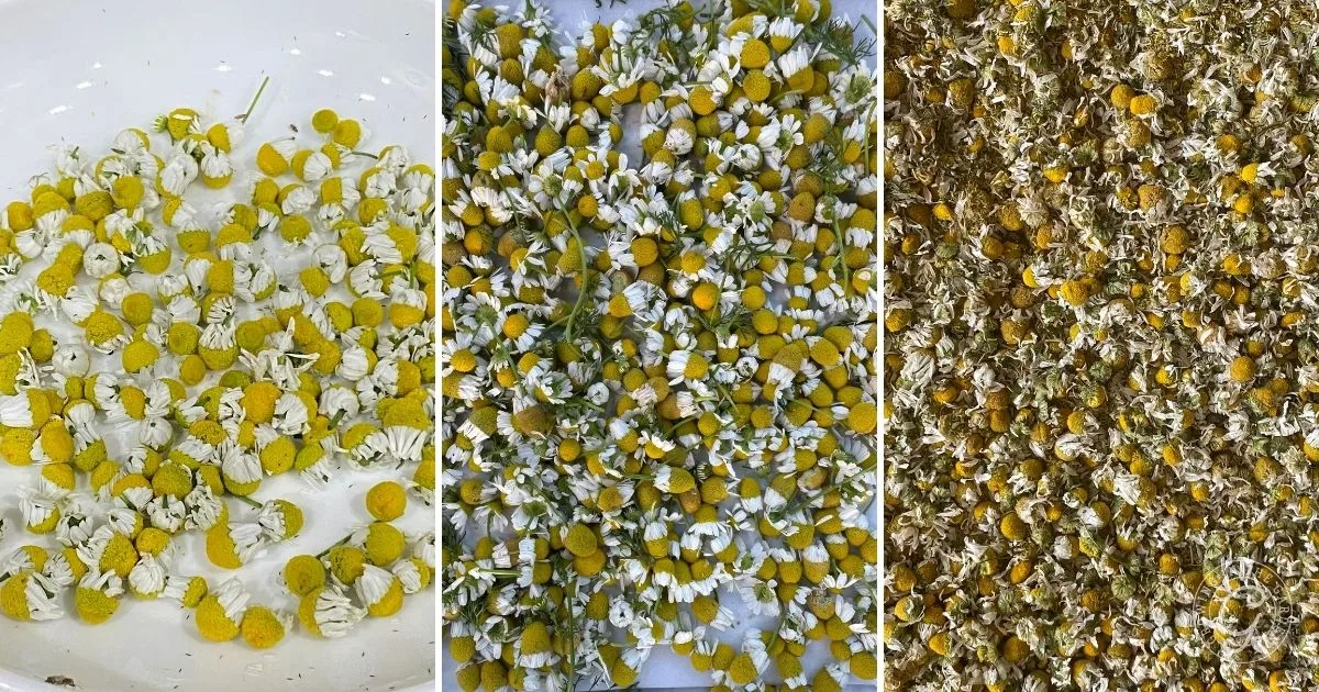Three panels showing chamomile flowers in different stages: fresh, scattered, and dried&mdash;a helpful visual for anyone learning how to grow chamomile.