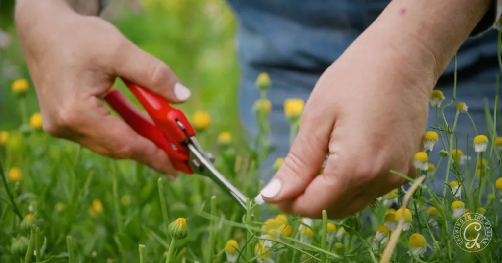 Hands using red scissors to harvest small yellow chamomile flowers in a green field, showing a step in how to grow chamomile.