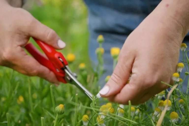 How to Grow Chamomile in Hot Climates featured image
