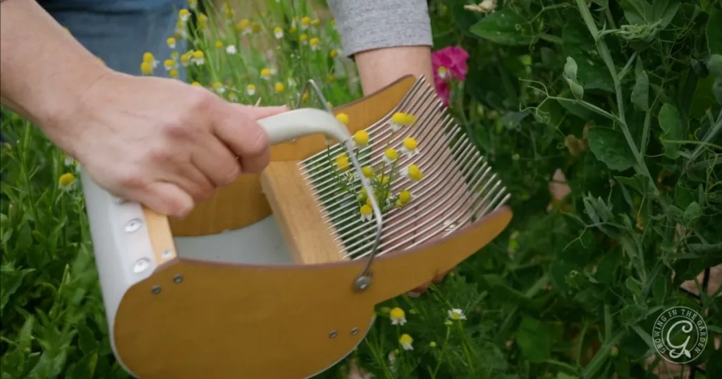 A person harvesting chamomile flowers with a wooden and metal hand rake in a garden, demonstrating part of the process in how to grow chamomile.