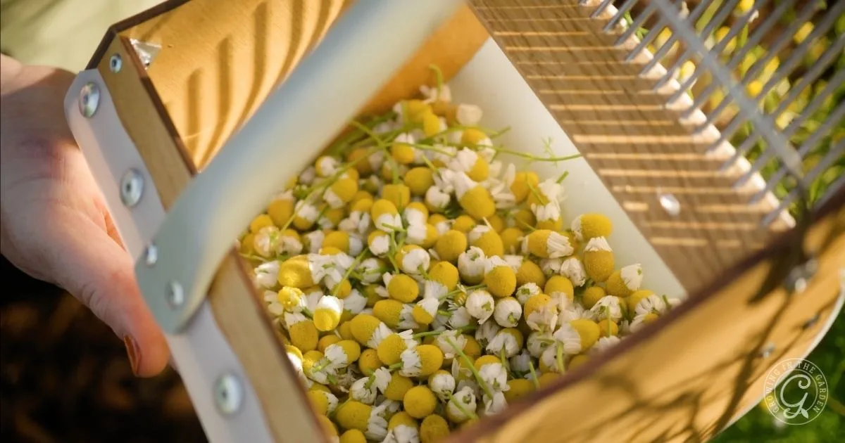 A hand holds a wooden basket filled with freshly picked chamomile flowers&mdash;perfect inspiration for learning how to grow chamomile in your own garden.