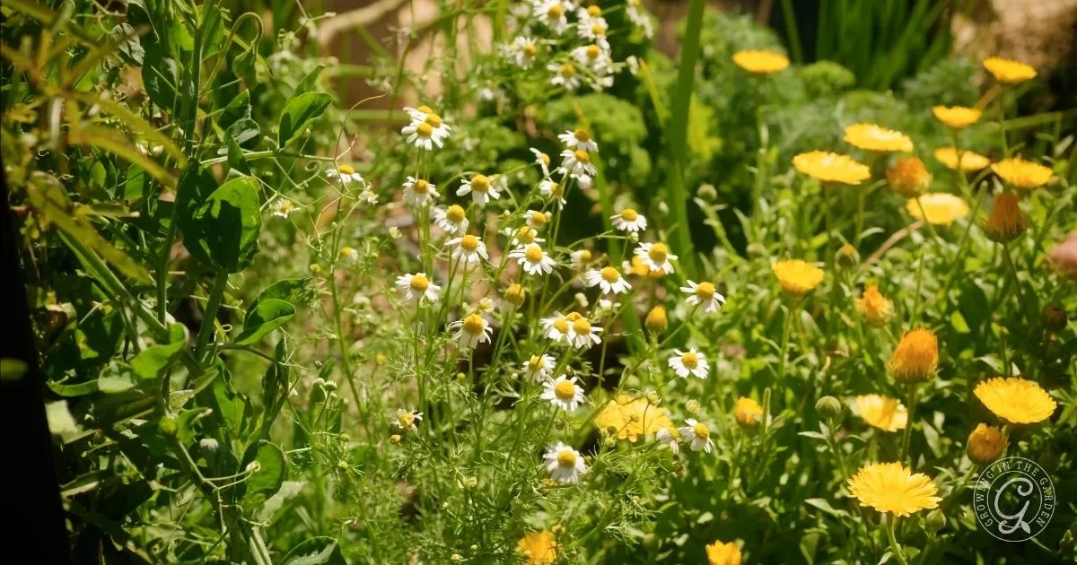 A garden with blooming yellow and white flowers, like chamomile, surrounded by green leaves and plants in sunlight&mdash;perfect inspiration for learning how to grow chamomile at home.