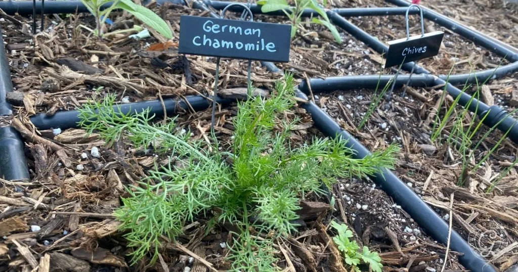 A young German chamomile plant grows in a garden bed, labeled with a small sign. Chives grow nearby, showing how to grow chamomile successfully alongside companion herbs.