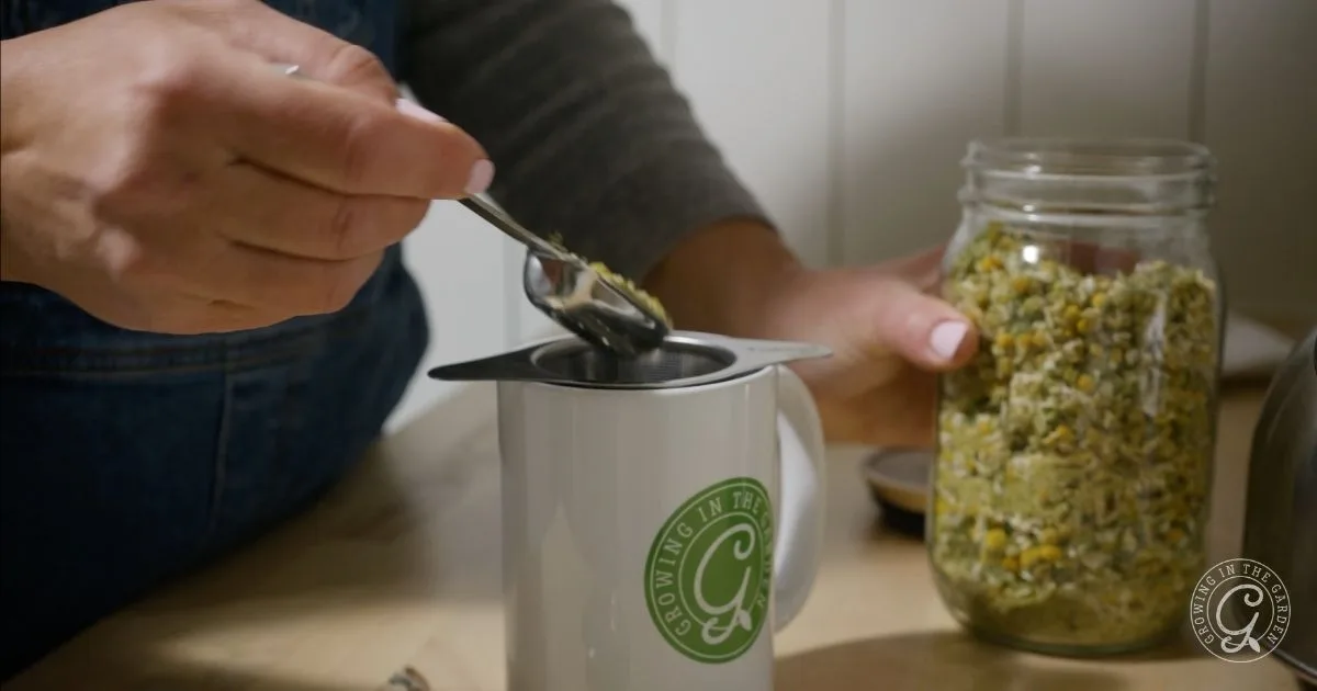 A person scoops dried herbs, like homegrown chamomile, from a jar into a tea infuser on a white mug&mdash;perfect for those learning how to grow chamomile and enjoy it in homemade teas.