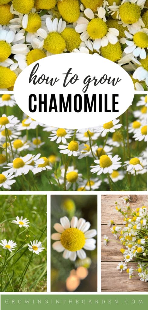 How to Grow Chamomile: 5 Tips for Growing Chamomile - Growing In The Garden