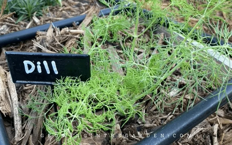 How to Grow Dill: 5 Tips for Growing Dill