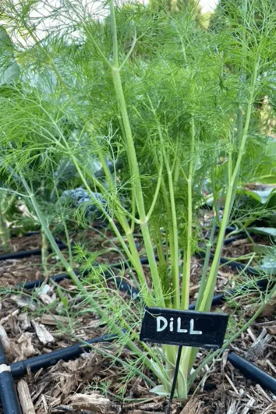 How to Grow Dill: 5 Tips for Growing Dill