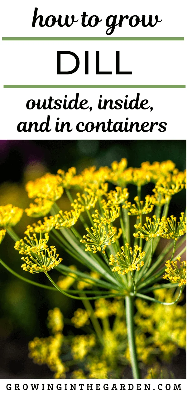 How to Grow Dill: Outside, Inside and in Containers