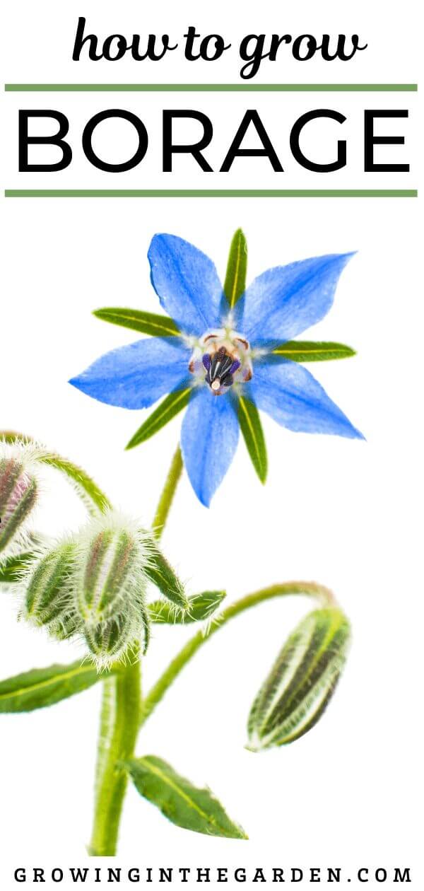 How to grow Borage