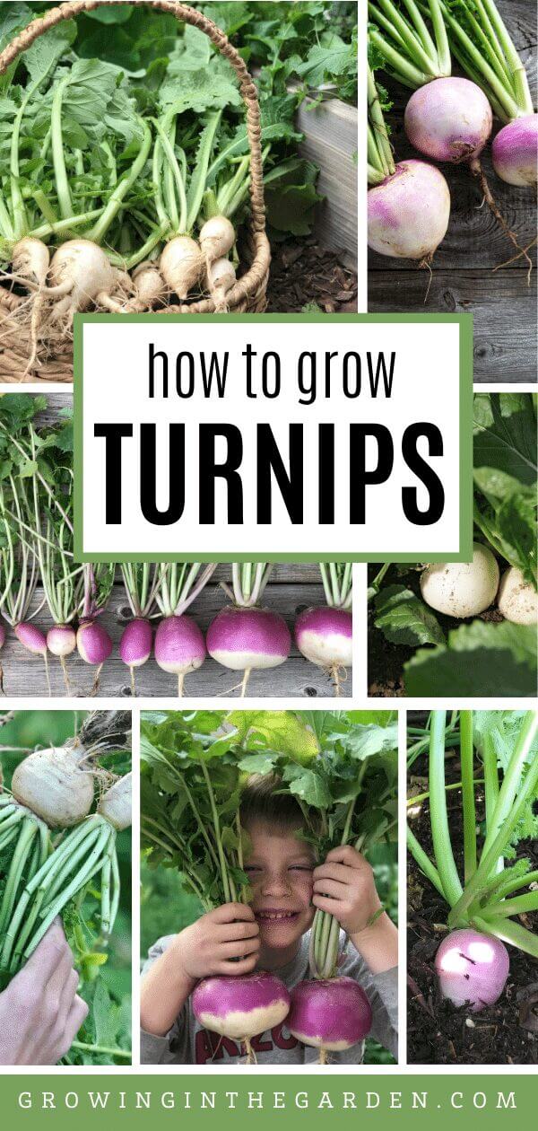 How to Grow Turnips - 5 Tips for Growing Turnips
