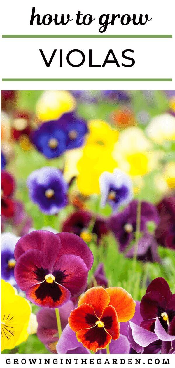 A vibrant display of violas bursts into bloom in a picturesque garden, with text overlay guiding you on how to grow these beauties. A helpful website URL rests at the bottom for further exploration.