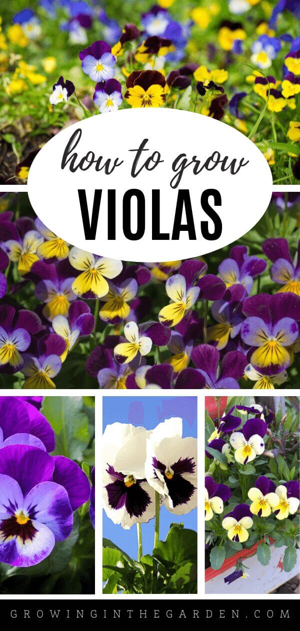 How to Grow Violas: 5 Tips for Growing Violas
