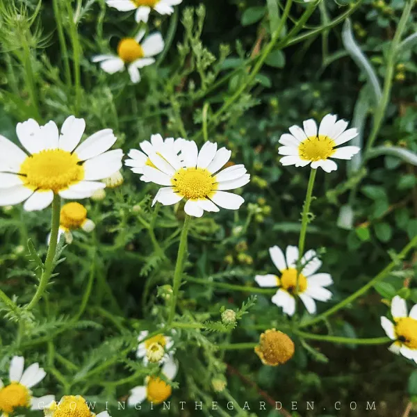 How to Grow Chamomile: 5 Tips for Growing Chamomile