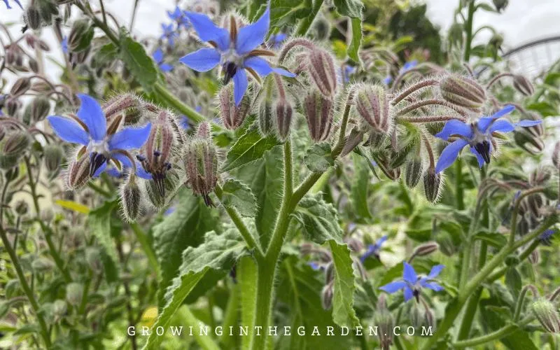 borage companion plant