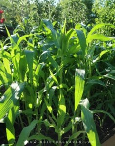 Simple Corn Support How to Grow Corn - Growing In The Garden