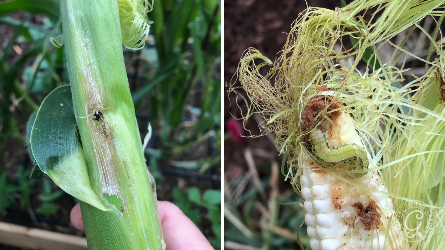 Close-up of corn stalk and ear damaged by a green caterpillar and brown frass, showing pest infestation.