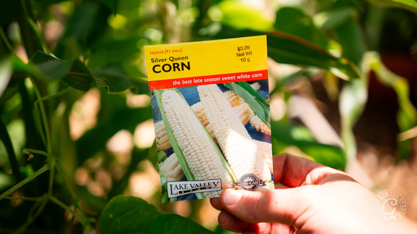 Hand holding a Silver Queen corn seed packet in a garden with green leaves in the background.