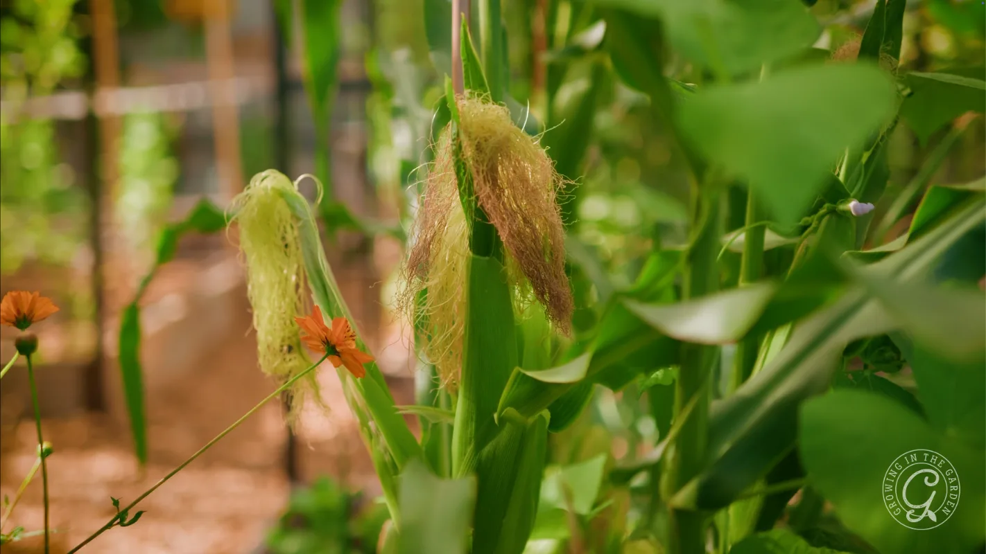 Close-up of corn growing in a garden, surrounded by green leaves and an orange flower nearby.